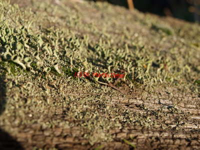 2013-12-23 (16)