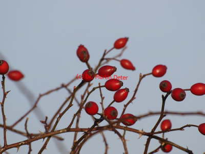 2013-12-23 (52)