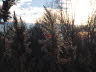 2019 (1098)