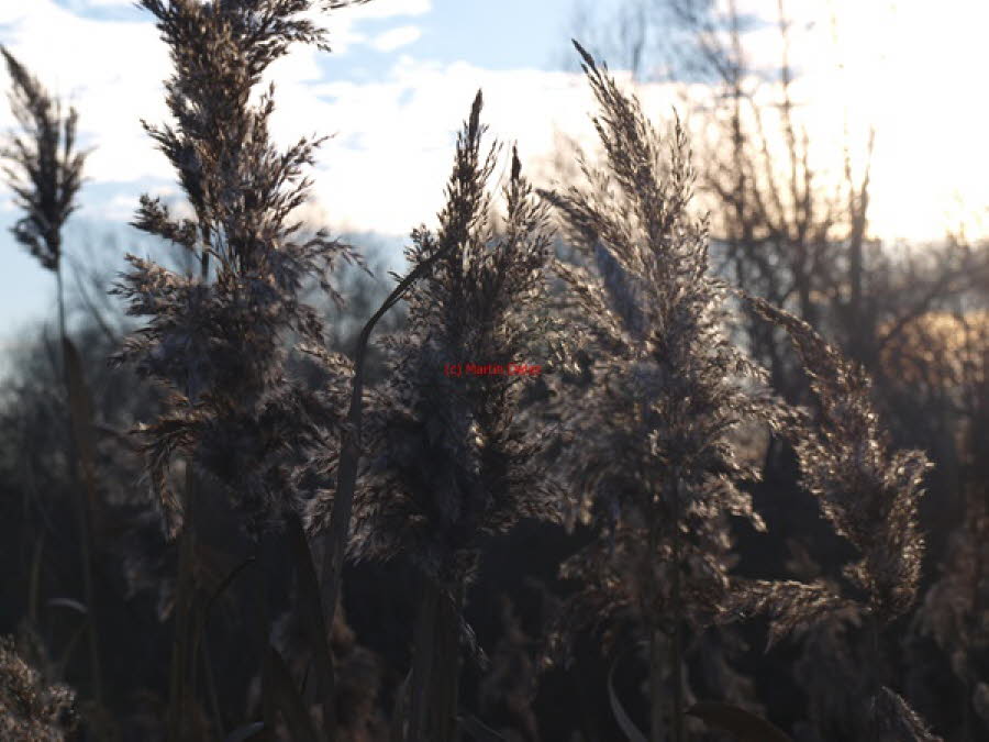 2019 (1100)