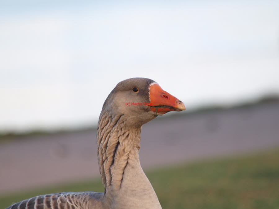 2019 (1166)