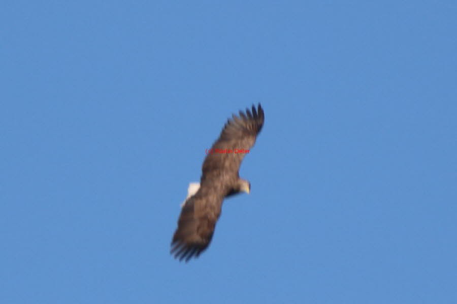 2019 (1246a)