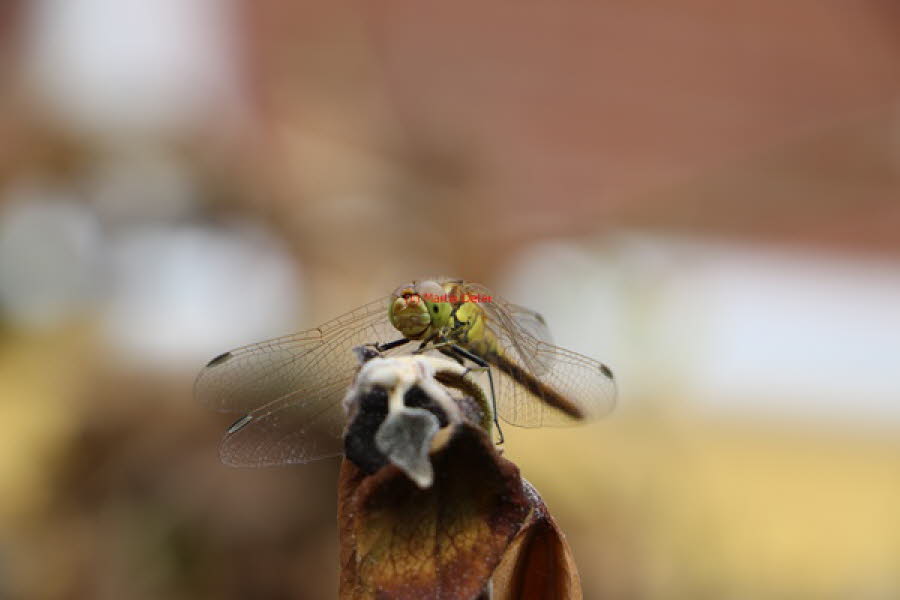 2019 (2355)