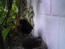 Amsel (6)