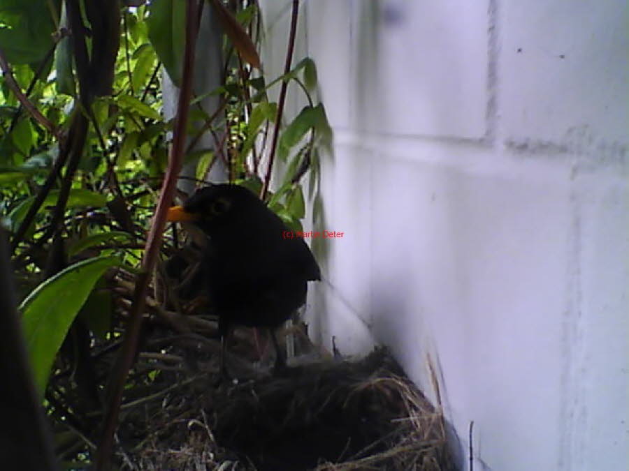 Amsel (6)